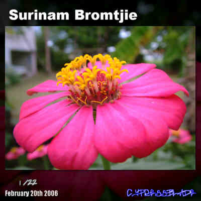 Surinam Bromtjie thumbnail