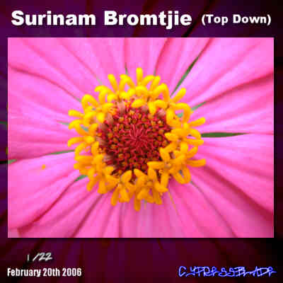 Surinam Bromtjie (Top Down) thumbnail